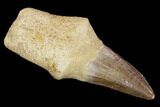 Fossil Rooted Mosasaur (Mosasaurus) Tooth - Composite Tooth #117029-1